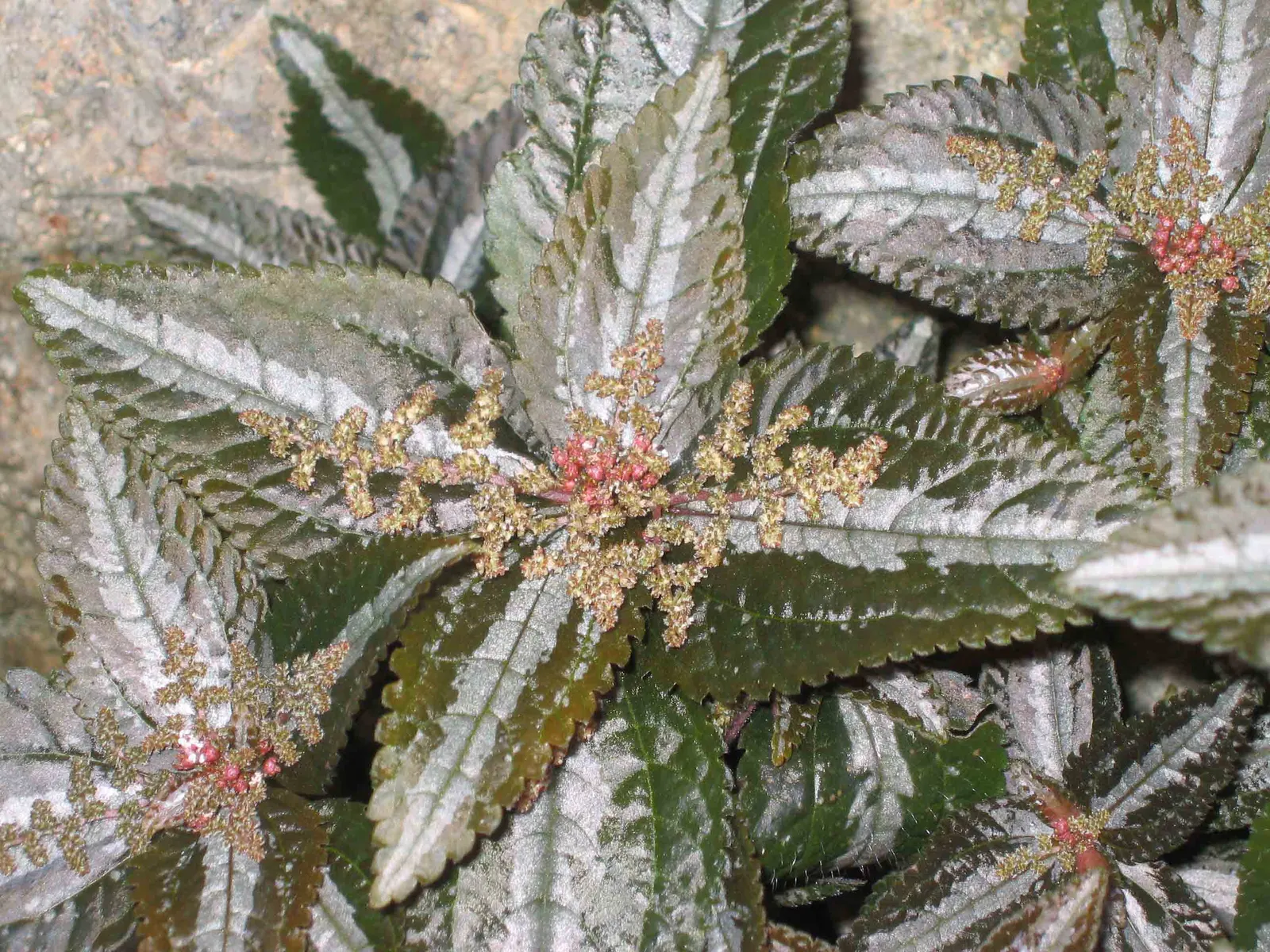 Silver Tree (Leucadendron Argenteum) — When incorporating this tree into your landscape; exotic touch to landscapes, image 80