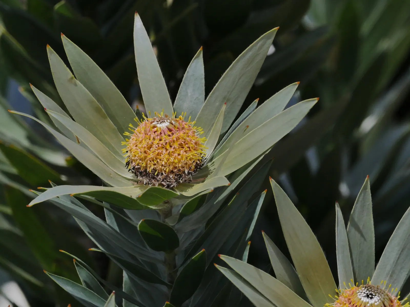 Silver Tree (Leucadendron Argenteum) — The Silver Tree (Leucadendron argenteum) is a striking evergreen, native to South Africa; this ornamental plant demands