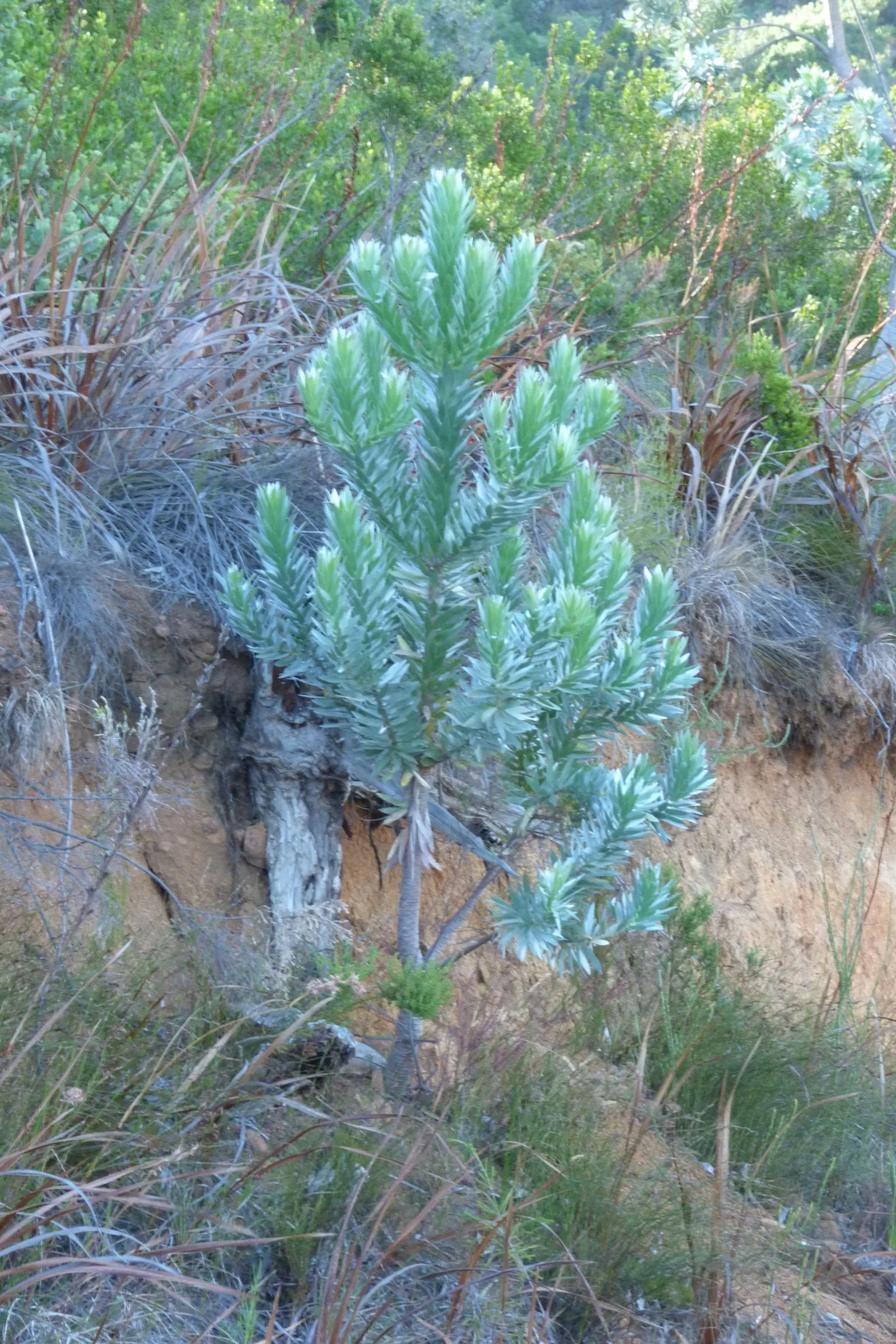 Silver Tree (Leucadendron Argenteum) — with a spread of about 10 feet