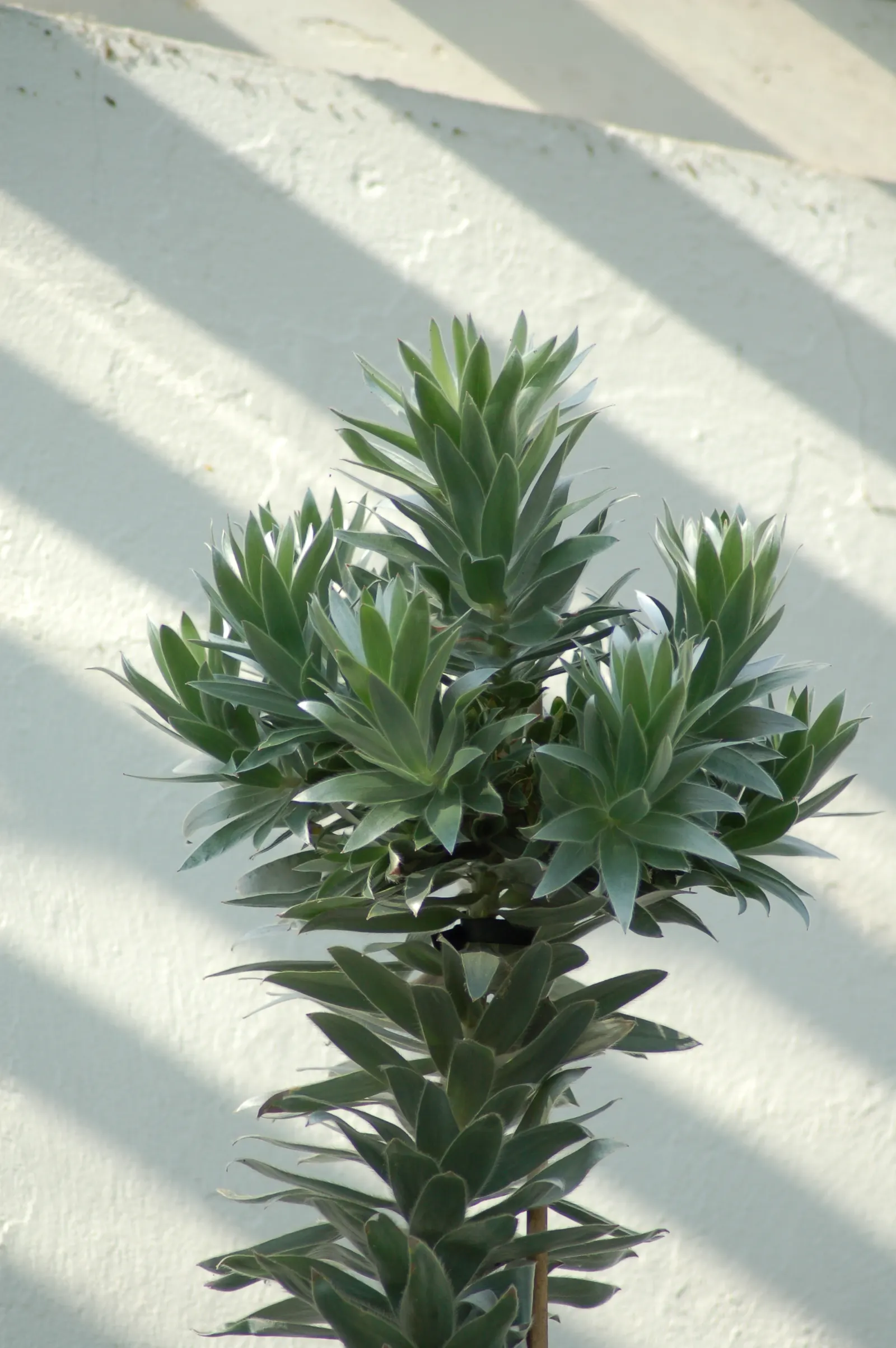Silver Tree (Leucadendron Argenteum) — with a spread of about 10 feet; yellow flowers in the garden, image 79