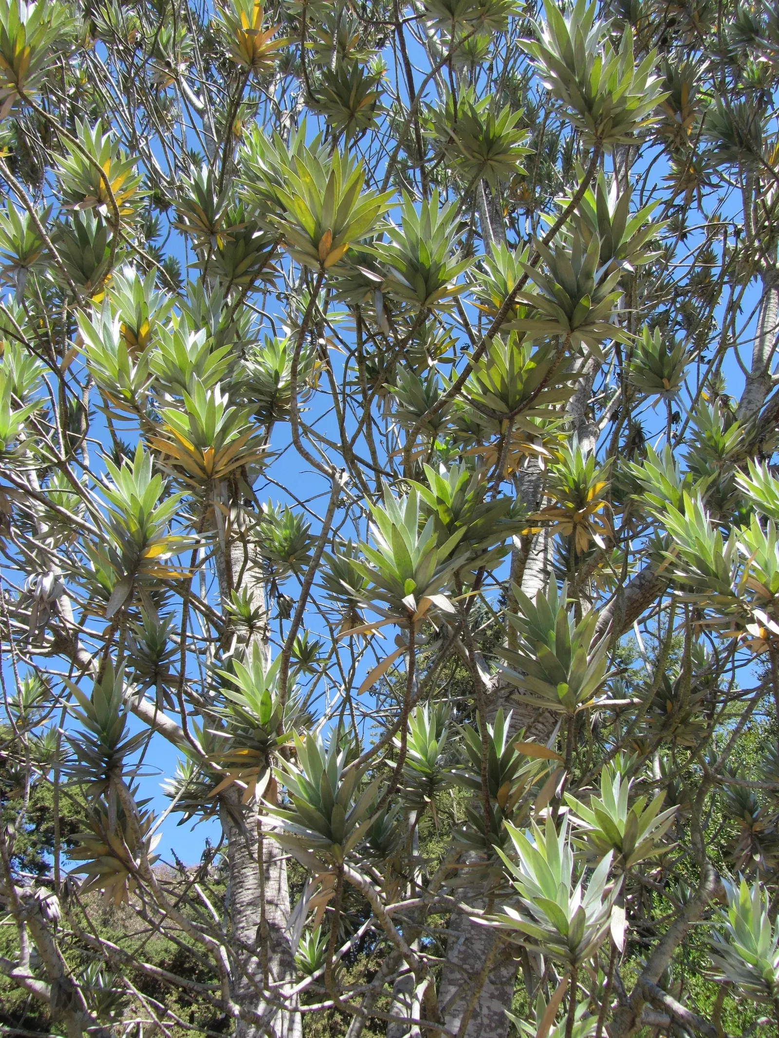 Silver Tree (Leucadendron Argenteum) — which can damage the broad leaves.<br><br>In terms of temperature