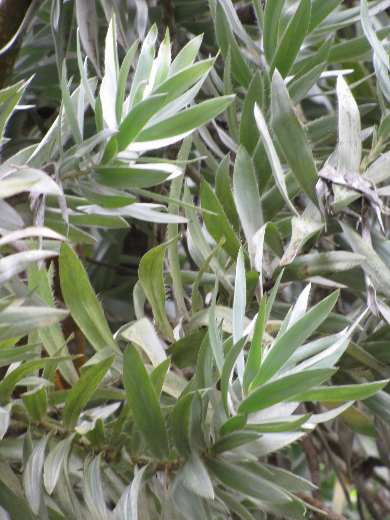 Silver Tree (Leucadendron Argenteum) — particularly in its younger stages; with a spread of about 10 feet