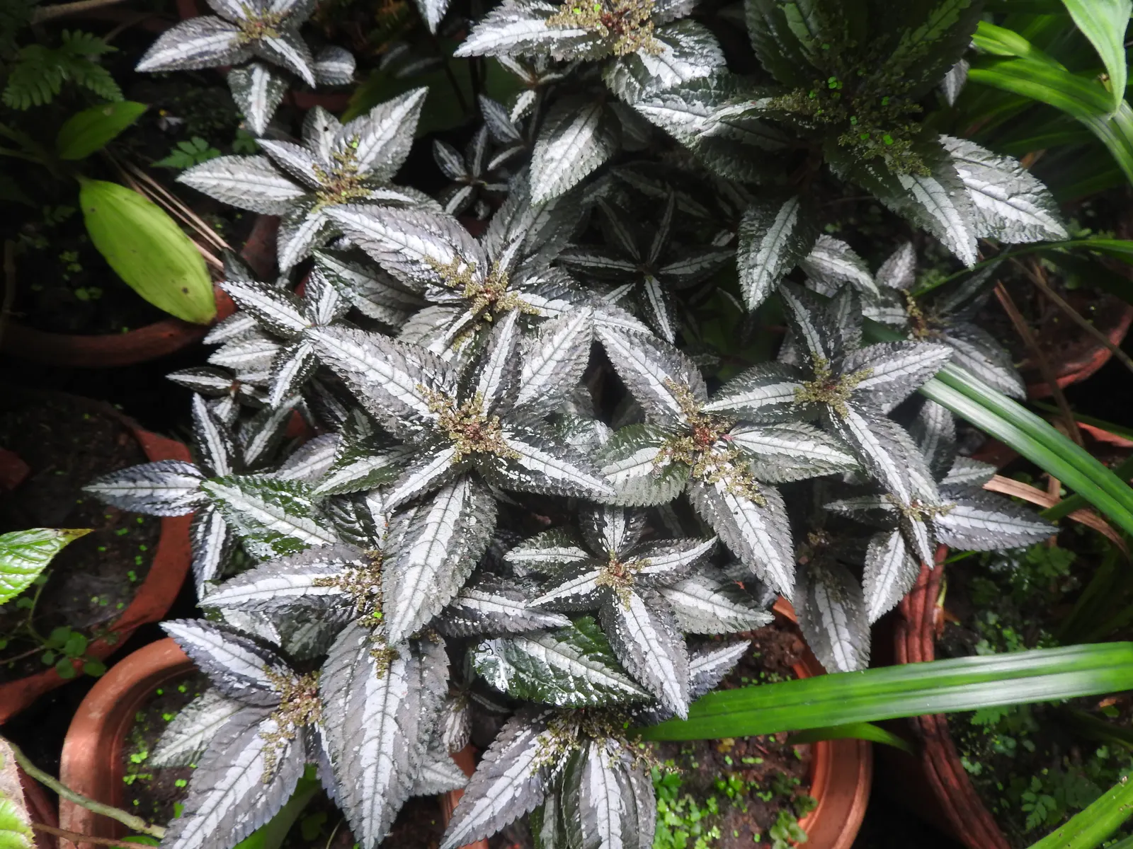 Silver Tree (Leucadendron Argenteum) — Regarding soil preferences; pruning is seldom necessary; however, image 59