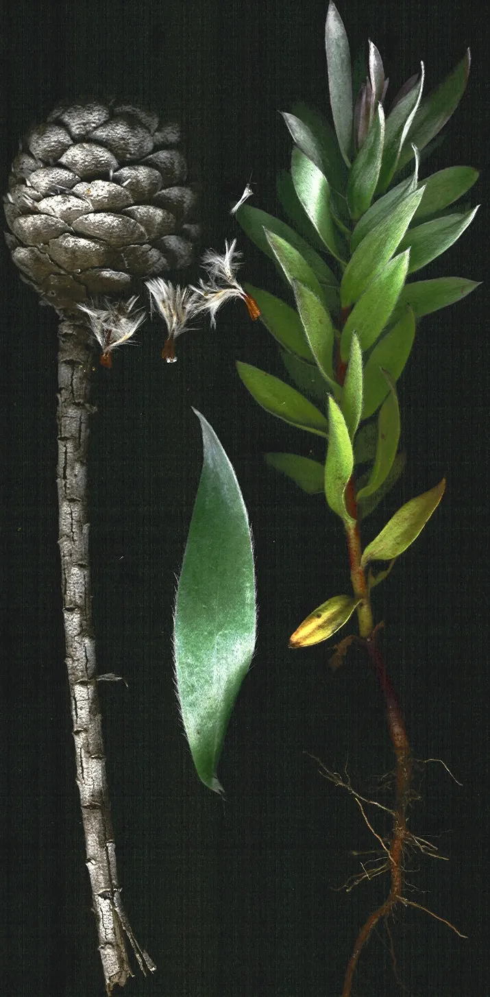 Silver Tree (Leucadendron Argenteum) — is a striking species indigenous to the Cape Town area of South Africa; tree for full