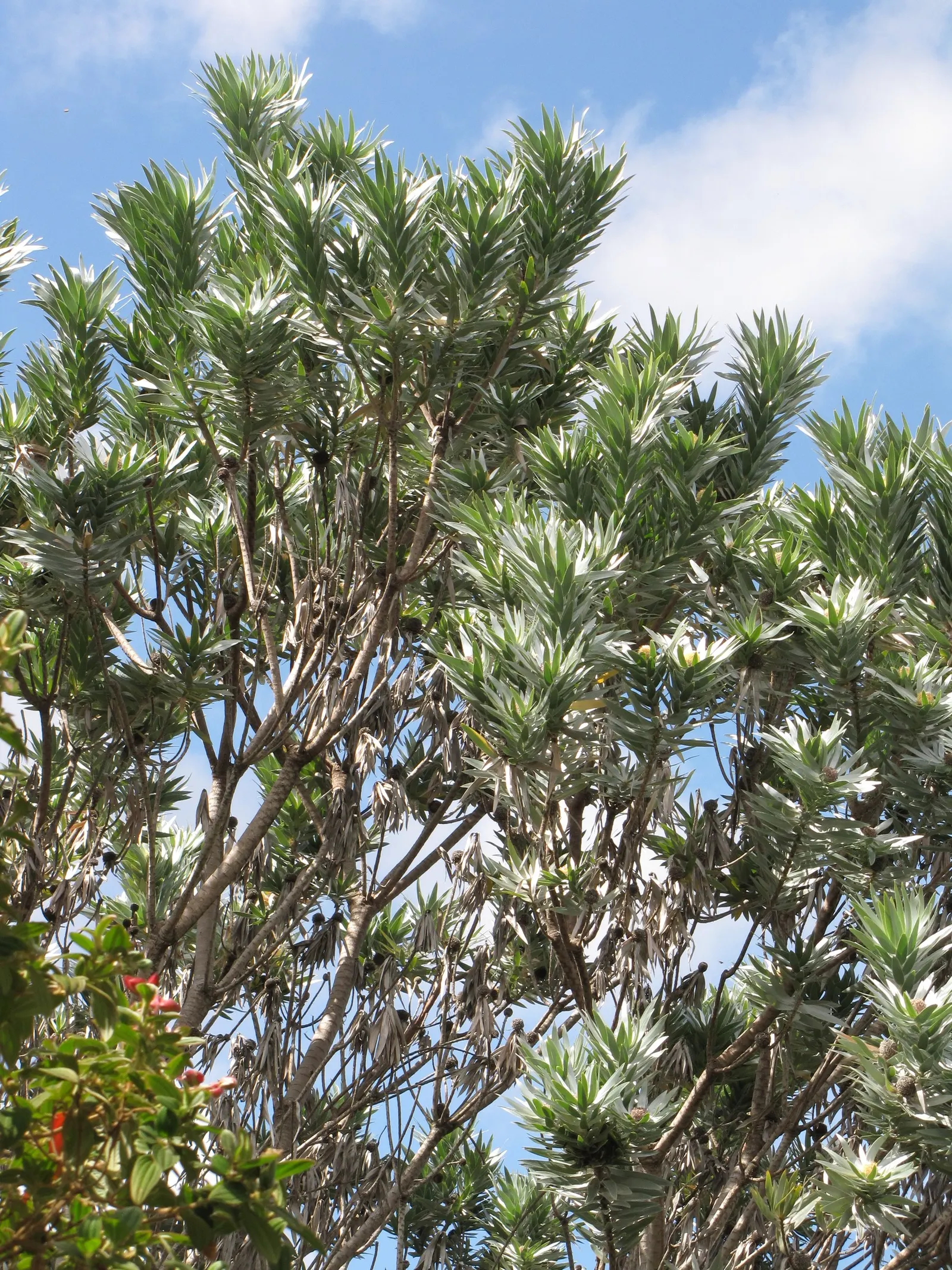 Silver Tree (Leucadendron Argenteum) — Regarding soil preferences