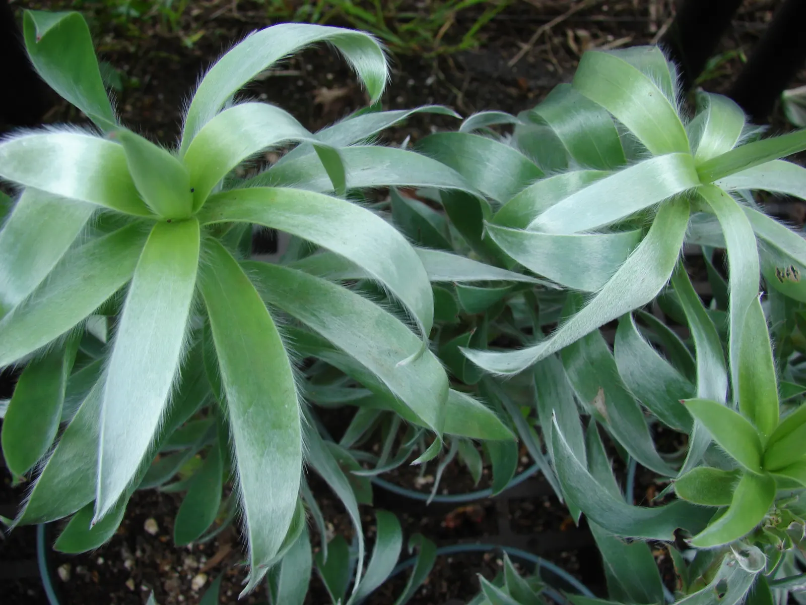 Silver Tree (Leucadendron Argenteum) — Regarding soil preferences; pruning is seldom necessary; however