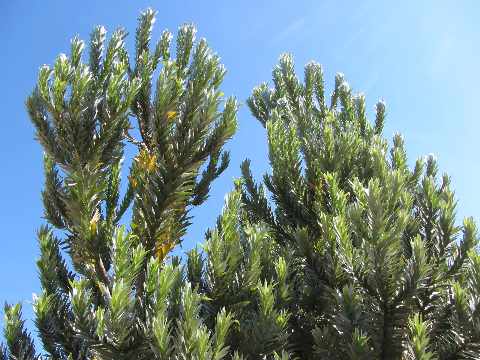 Silver Tree (Leucadendron Argenteum) — yellow flowers in the garden