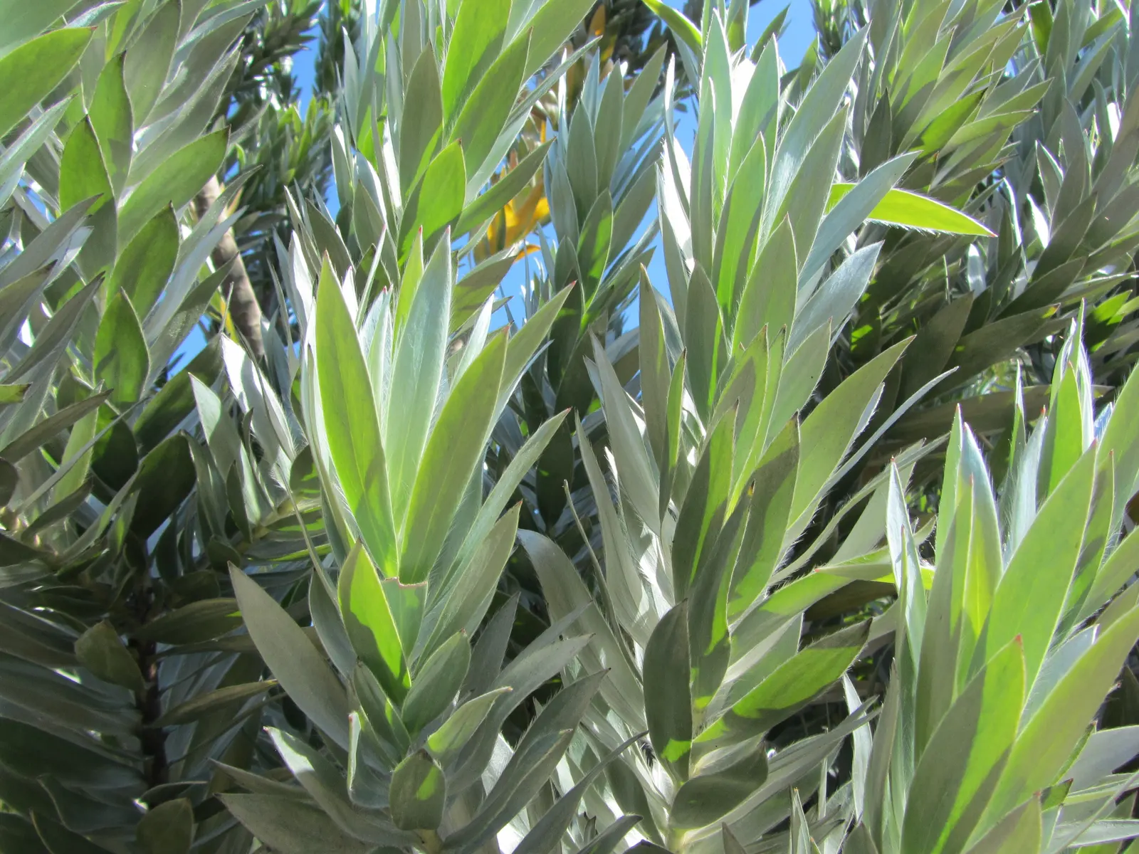 Silver Tree (Leucadendron Argenteum) — tree with yellow blooms; regarding soil preferences, image 91