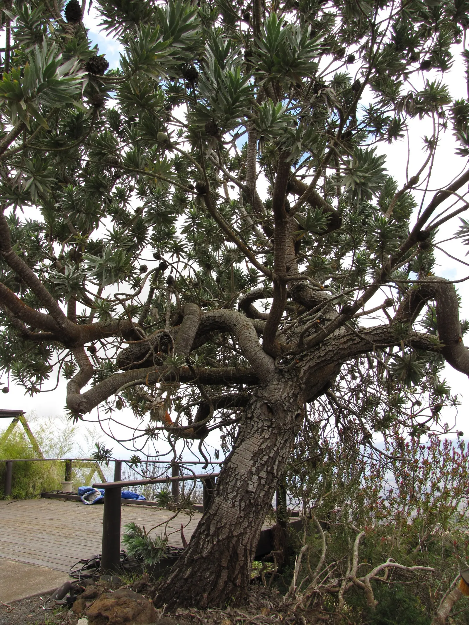 Silver Tree (Leucadendron Argenteum) — it should be done with care to maintain the tree's natural