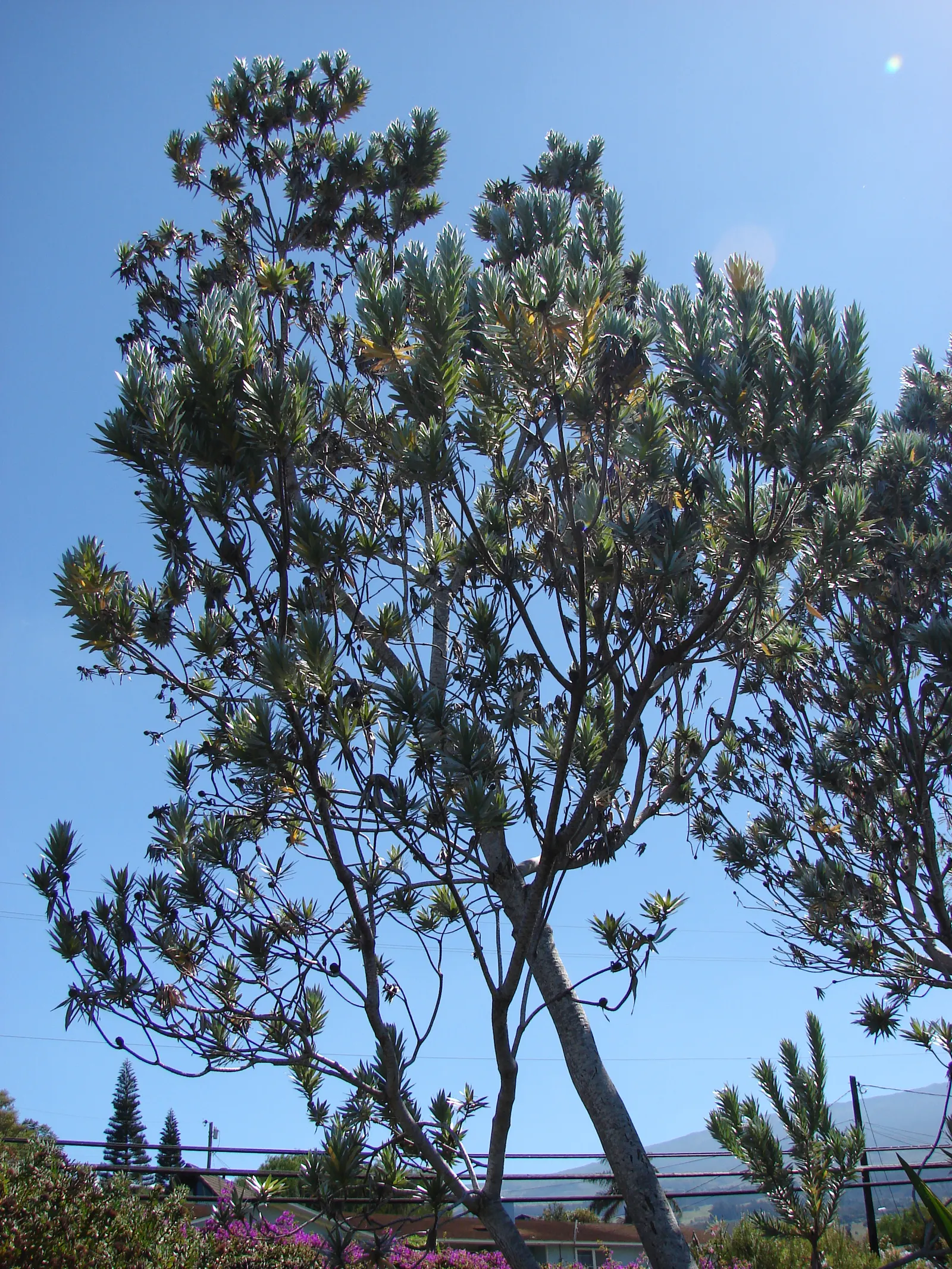 Silver Tree (Leucadendron Argenteum) — Hardy to USDA zones 10 and 11
