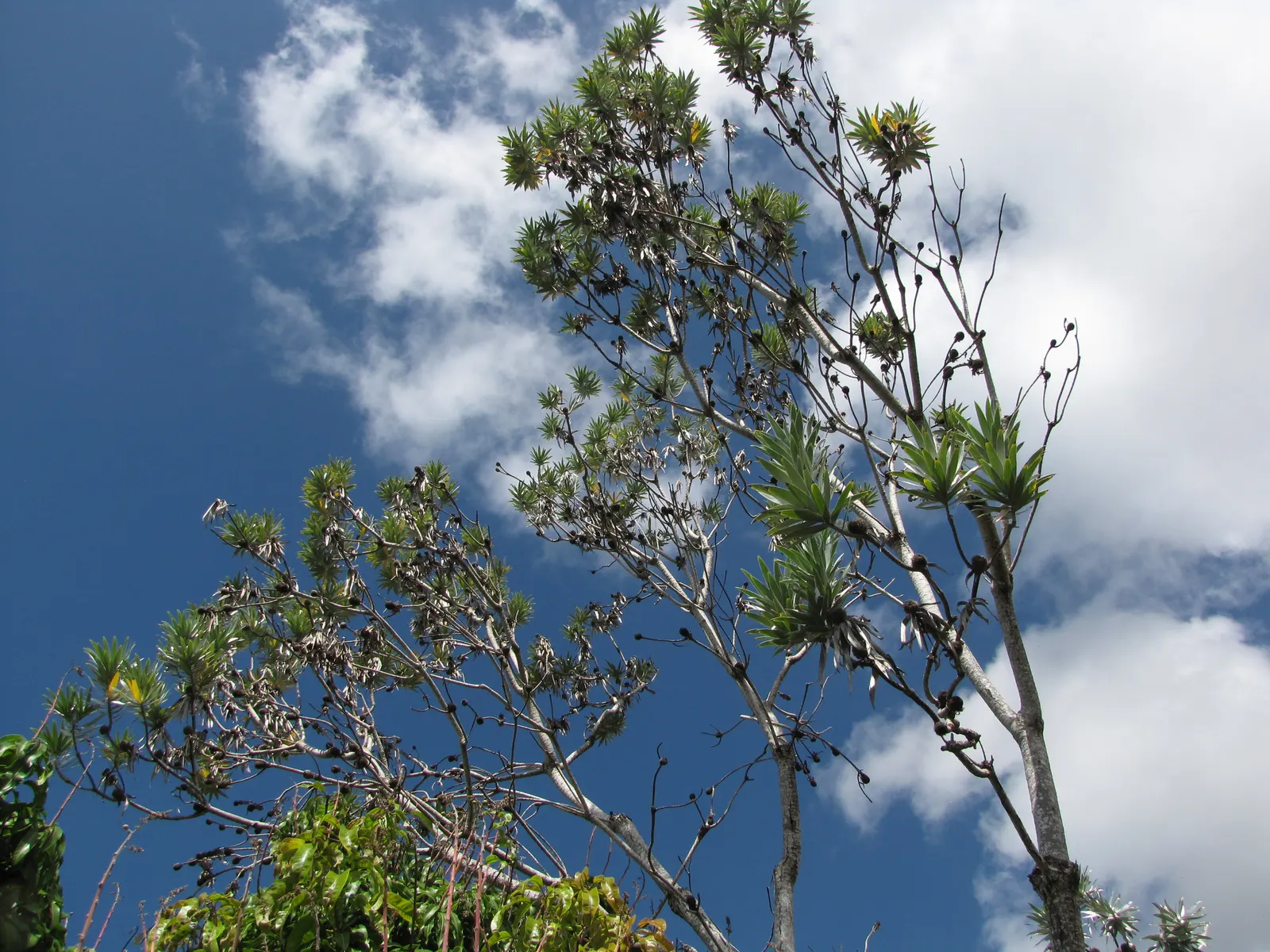 Silver Tree (Leucadendron Argenteum) — velvety hairs covering the surface of its leaves; is a striking species indigenous to the Cape Town area of, image 54