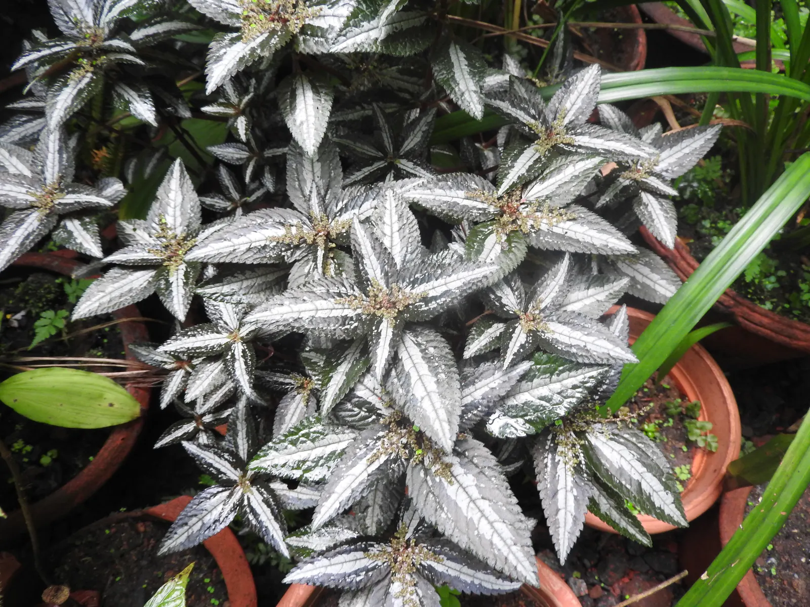 Silver Tree (Leucadendron Argenteum) — tree with yellow blooms; regarding soil preferences, image 68