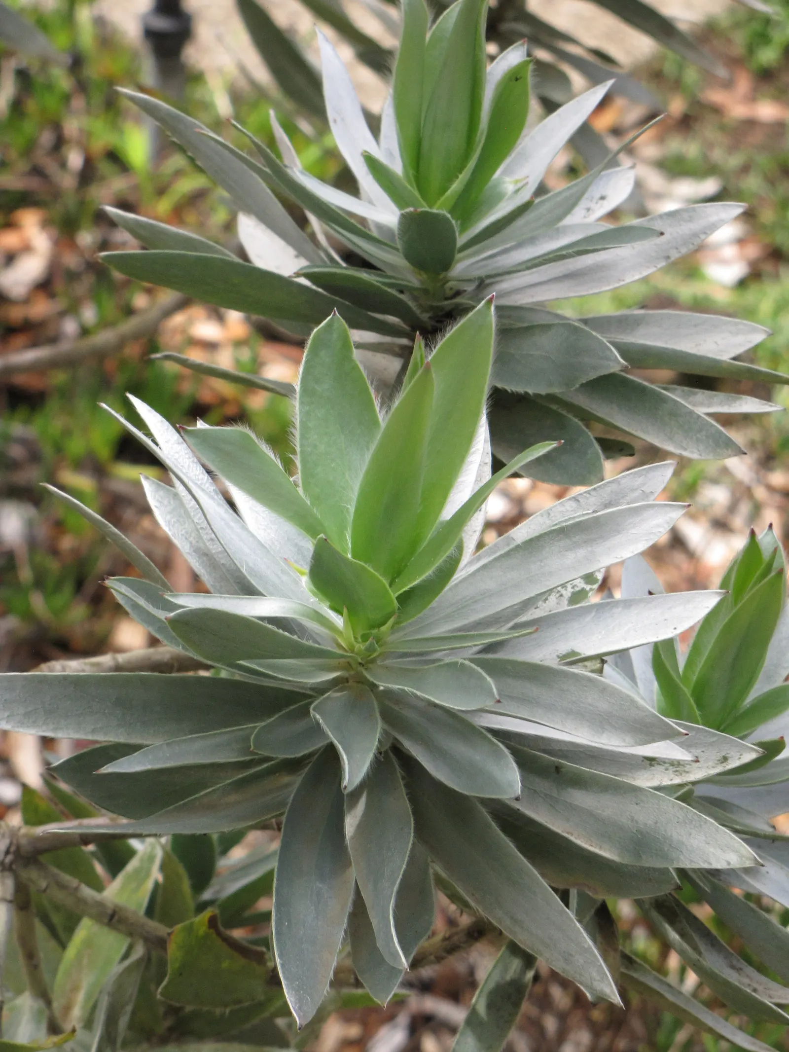 Silver Tree (Leucadendron Argenteum) — The Silver Tree (Leucadendron argenteum) is a striking evergreen, native to South Africa