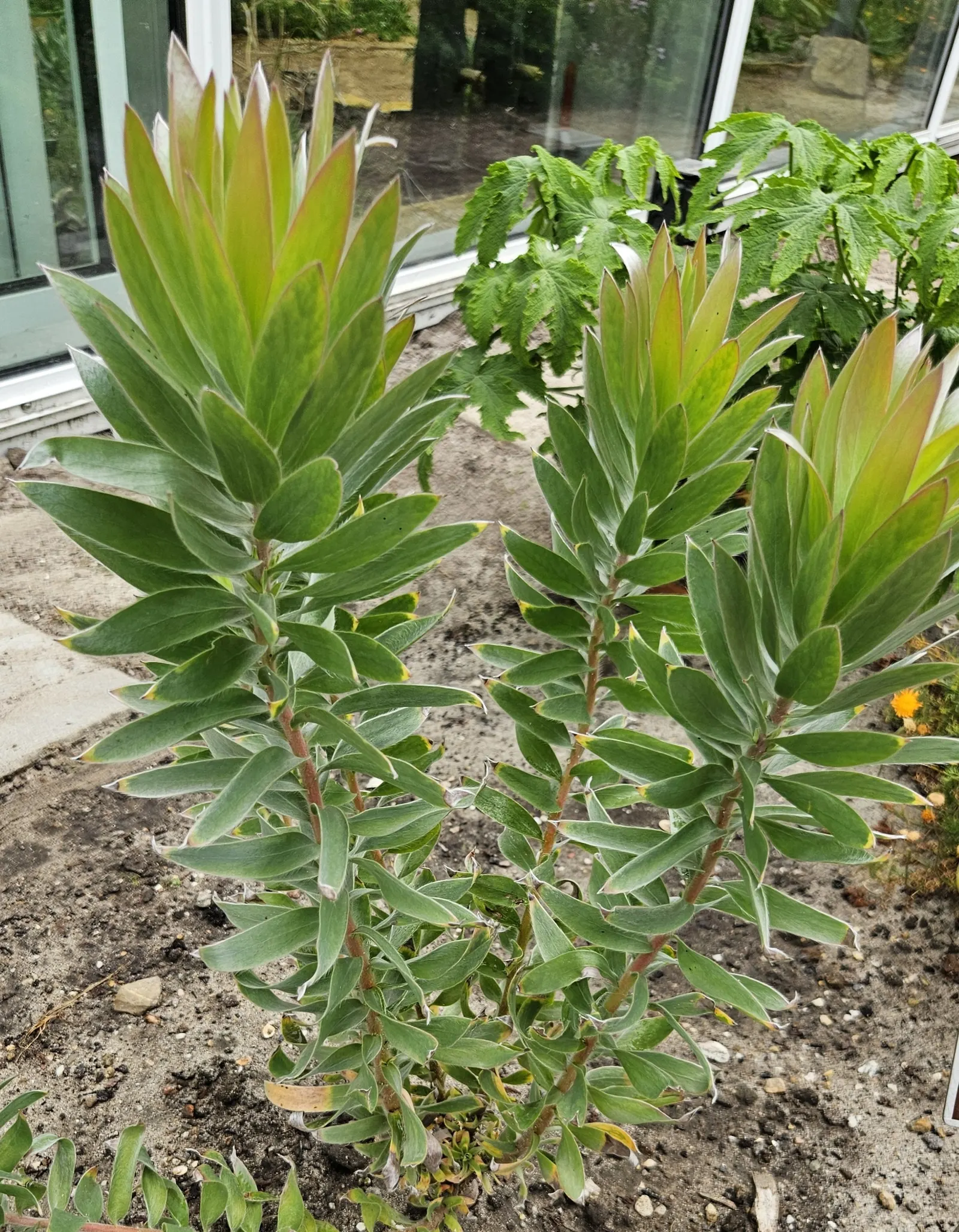 Silver Tree (Leucadendron Argenteum) — it should be situated in full sunlight to ensure vigorous growth, image 81