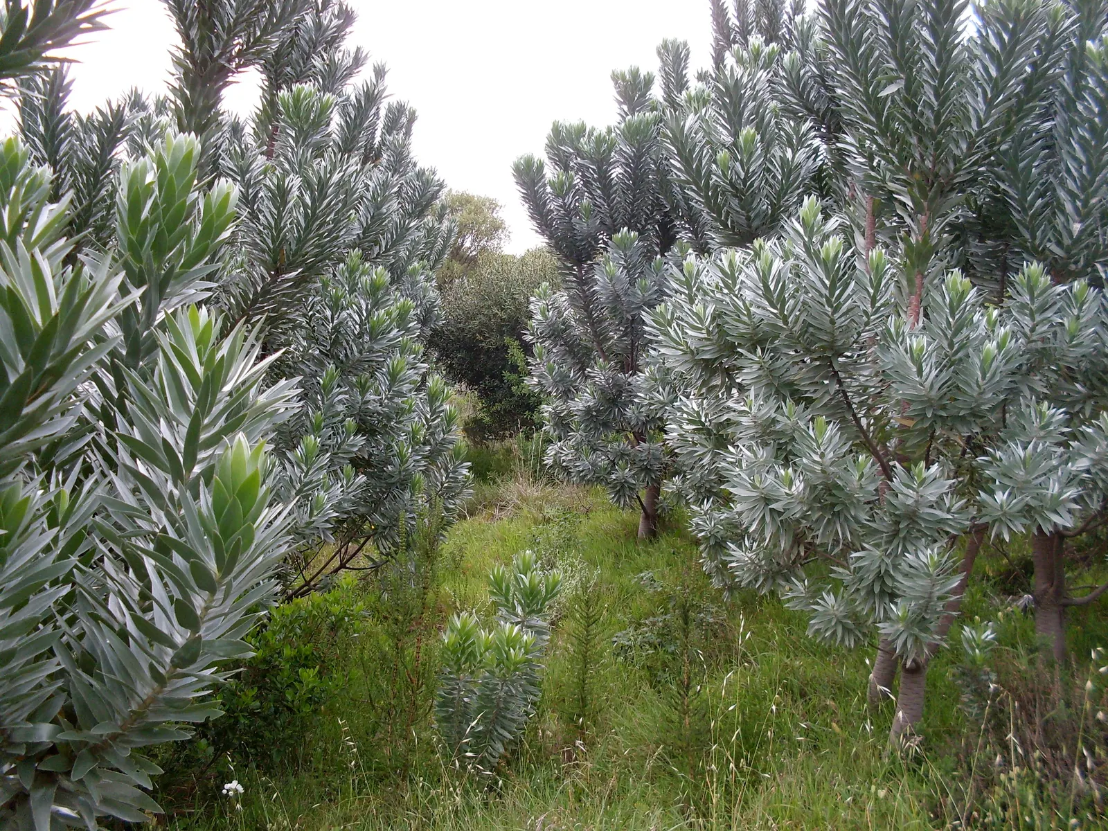 Silver Tree (Leucadendron Argenteum) — When incorporating this tree into your landscape