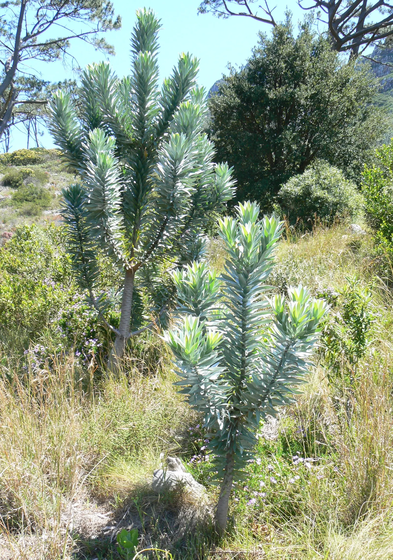 Silver Tree (Leucadendron Argenteum) — The Silver Tree (Leucadendron argenteum) is a striking evergreen, native to South Africa; this ornamental, image 47