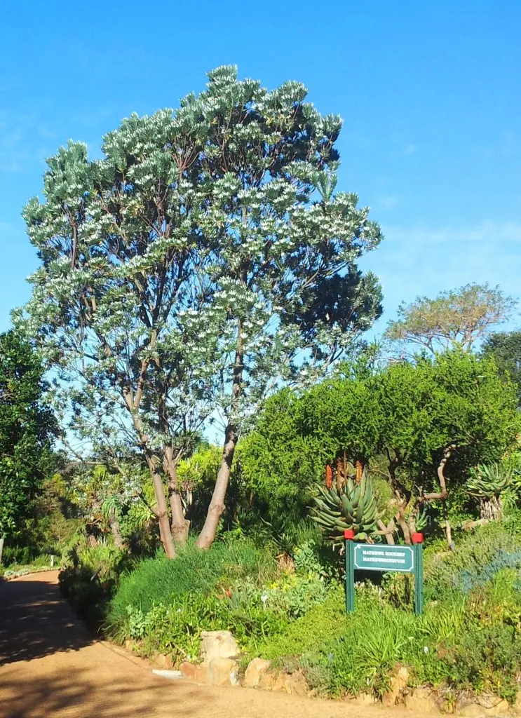 Silver Tree (Leucadendron Argenteum) — tree for full; it should be done with care to maintain the tree's natural, image 92