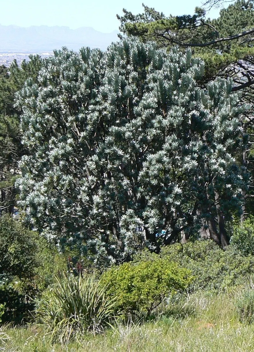 Silver Tree (Leucadendron Argenteum) — this species thrives best in well-drained