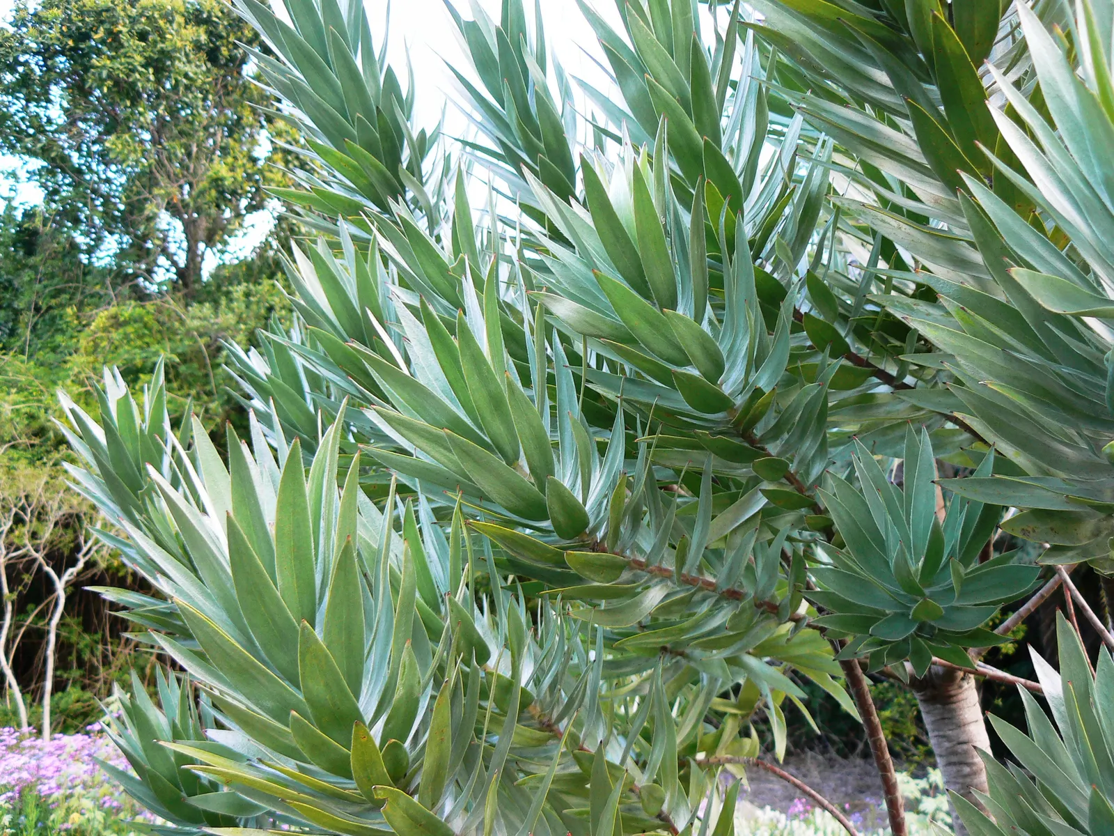 Silver Tree (Leucadendron Argenteum) — particularly in its younger stages; with a spread of about 10 feet, image 61