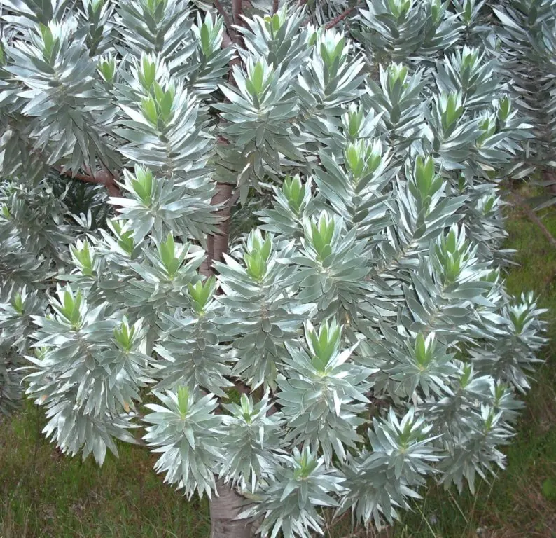 Silver Tree (Leucadendron Argenteum) — exotic touch to landscapes; it is a standout specimen that brings a shimmering