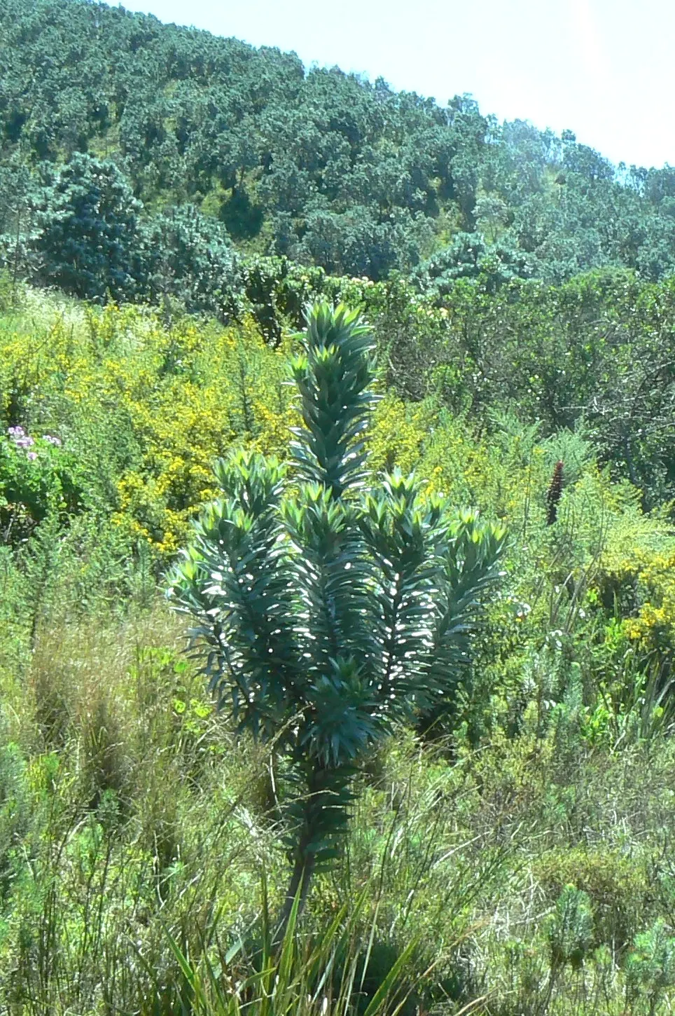 Silver Tree (Leucadendron Argenteum) — it should be done with care to maintain the tree's natural; tree with yellow blooms