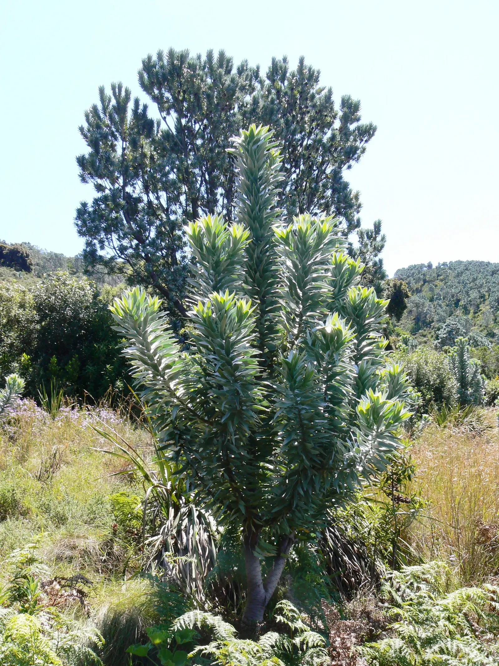 Silver Tree (Leucadendron Argenteum) — Leucadendron argenteum is sensitive to frost and is best suited for USDA zones 9 to 10; velvety hairs, image 64