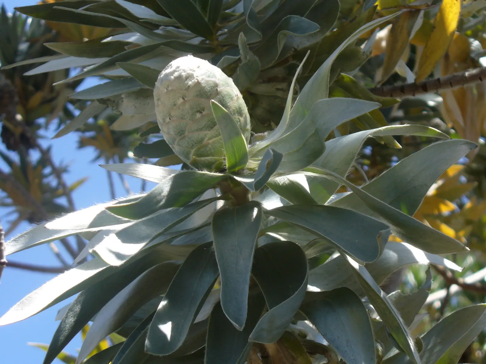 Silver Tree (Leucadendron Argenteum) — this species thrives best in well-drained; preferring full sun, it thrives in well-drained, acidic soil, image 83