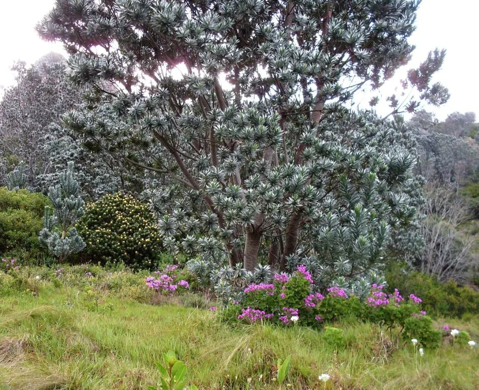 Silver Tree (Leucadendron Argenteum) — Hardy to USDA zones 10 and 11; it also requires protection from strong winds, image 75