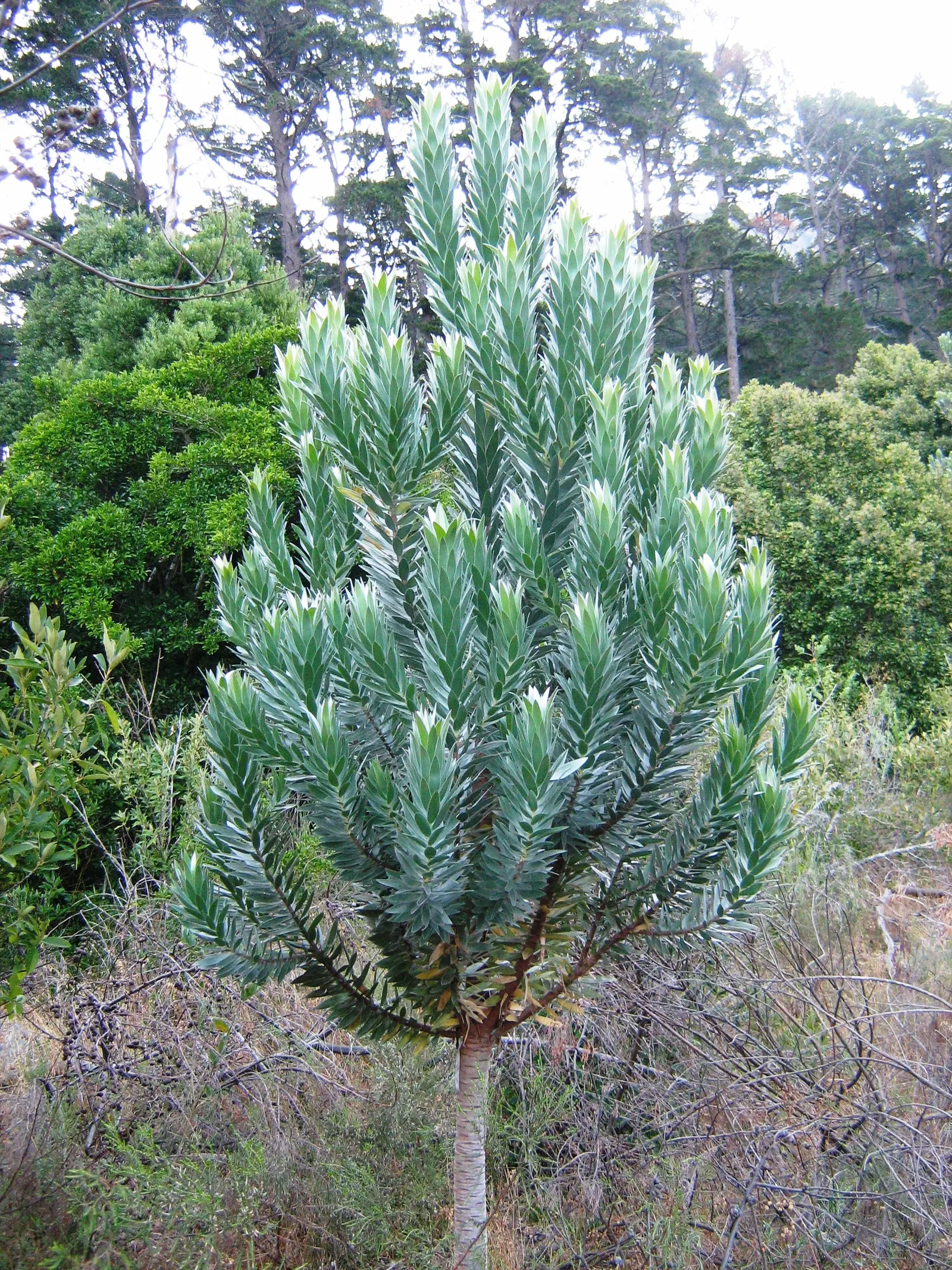 Silver Tree (Leucadendron Argenteum) — Notable for its shimmering, silvery foliage, it grows up to 30 feet high with a spread of 10 feet; when, image 71