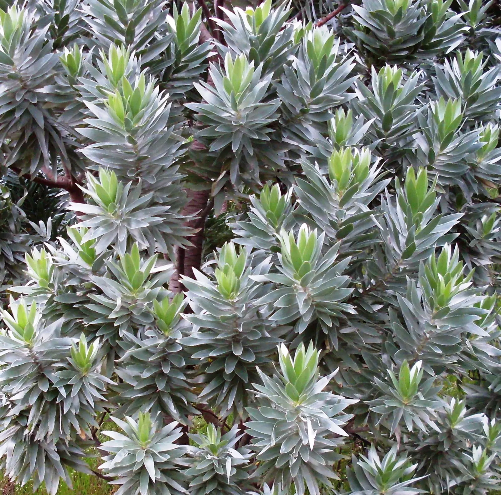 Silver Tree (Leucadendron Argenteum) — Preferring full sun, it thrives in well-drained, acidic soil; leucadendron argenteum is sensitive to frost and is best