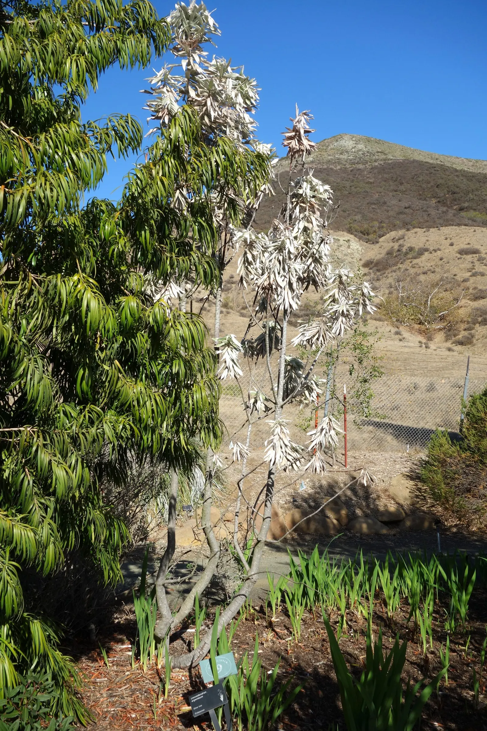 Silver Tree (Leucadendron Argenteum) — Hardy to USDA zones 10 and 11; it also requires protection from strong winds