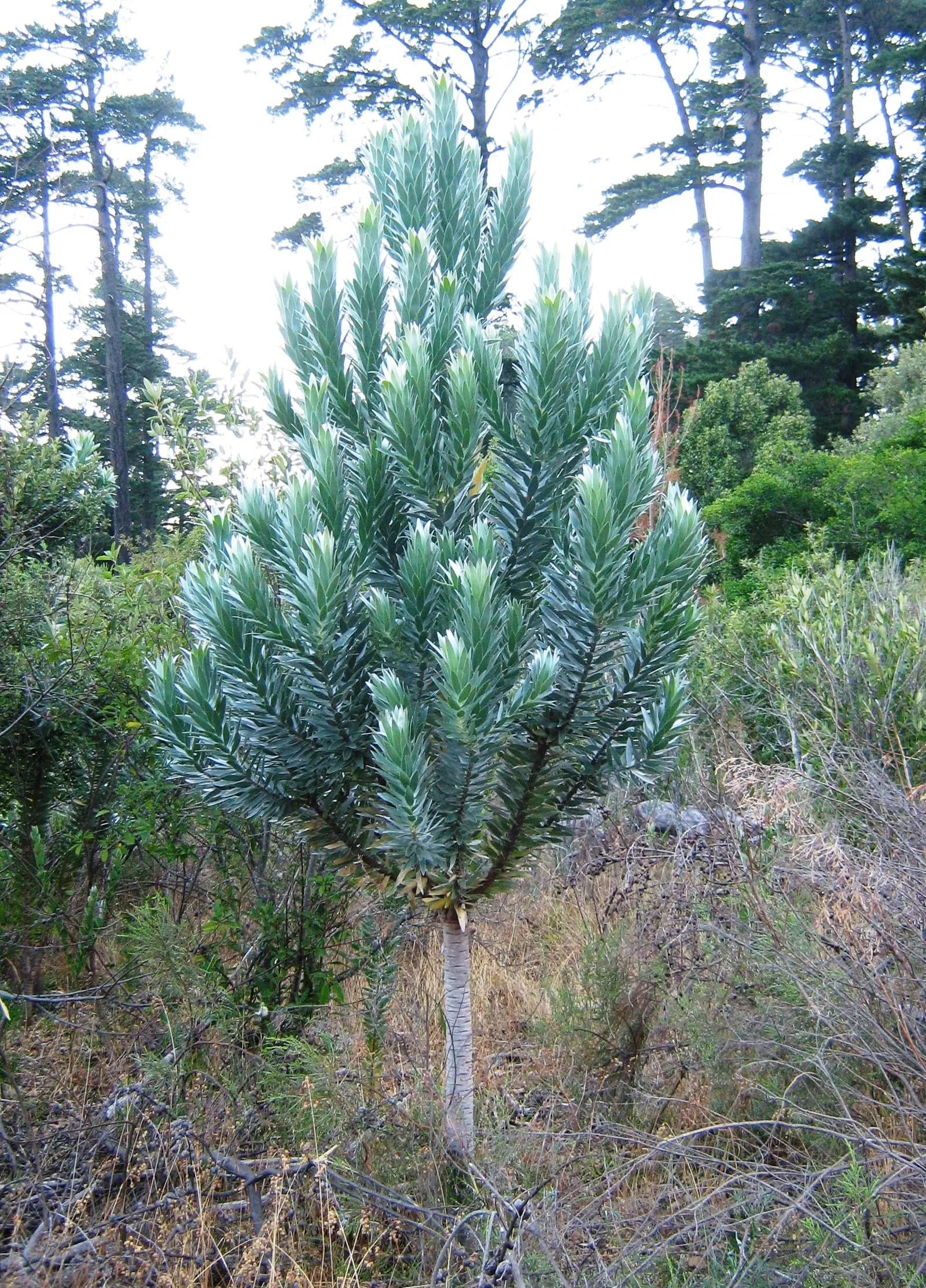 Silver Tree (Leucadendron Argenteum) — It is a standout specimen that brings a shimmering; this species thrives best in well-drained, image 78