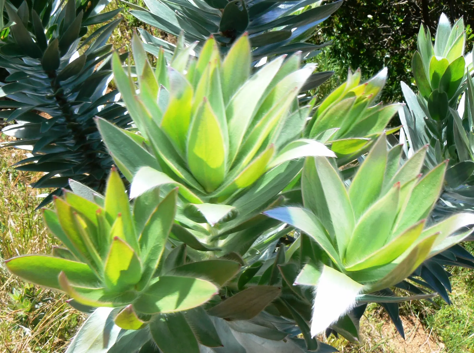 Silver Tree (Leucadendron Argenteum) — Leucadendron argenteum is sensitive to frost and is best suited for USDA zones 9 to 10; velvety hairs, image 87