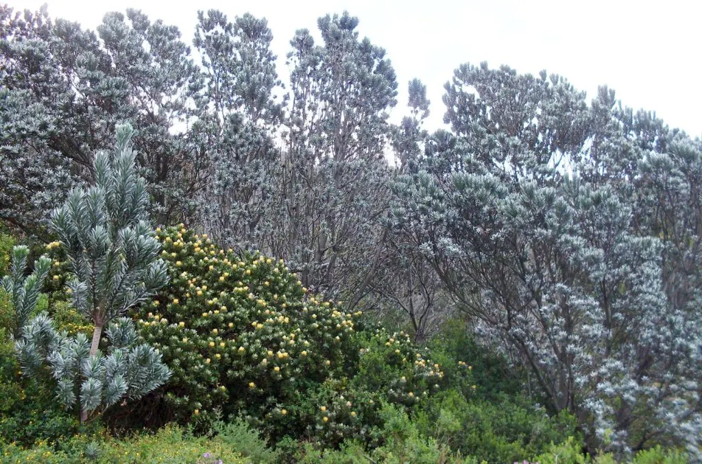 Silver Tree (Leucadendron Argenteum) — yellow flowers in the garden; hardy to USDA zones 10 and 11, image 90