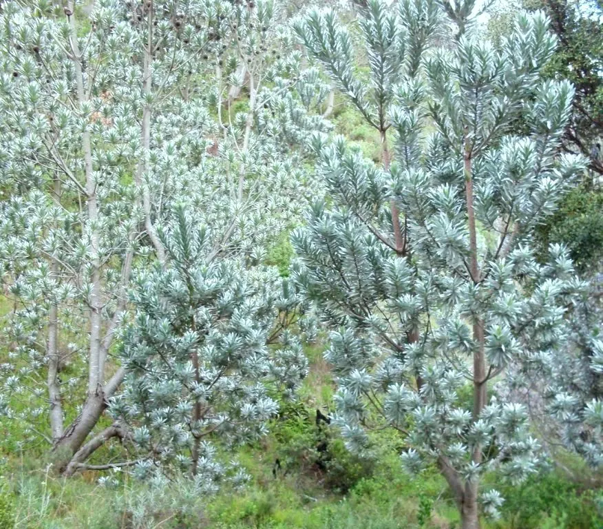 Silver Tree (Leucadendron Argenteum) — When incorporating this tree into your landscape; exotic touch to landscapes