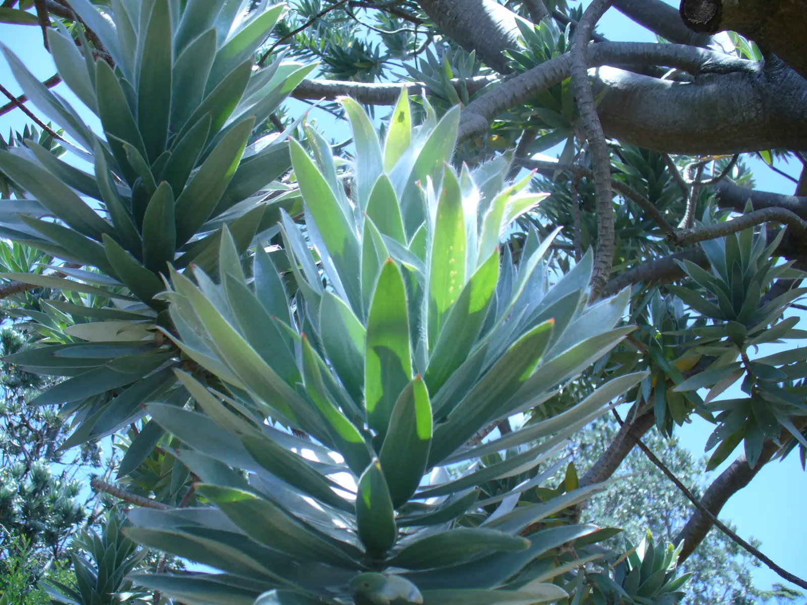 Silver Tree (Leucadendron Argenteum) — which can damage the broad leaves.<br><br>In terms of temperature; the Silver Tree (Leucadendron argenteum) is a