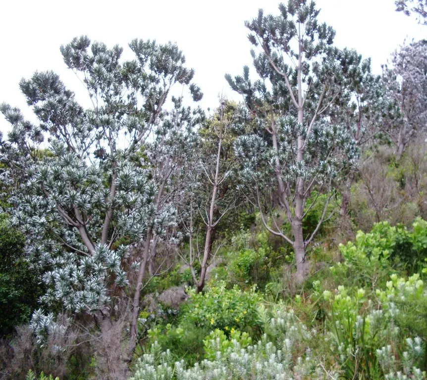 Silver Tree (Leucadendron Argenteum) — which can damage the broad leaves.<br><br>In terms of temperature; the Silver Tree (Leucadendron argenteum), image 63