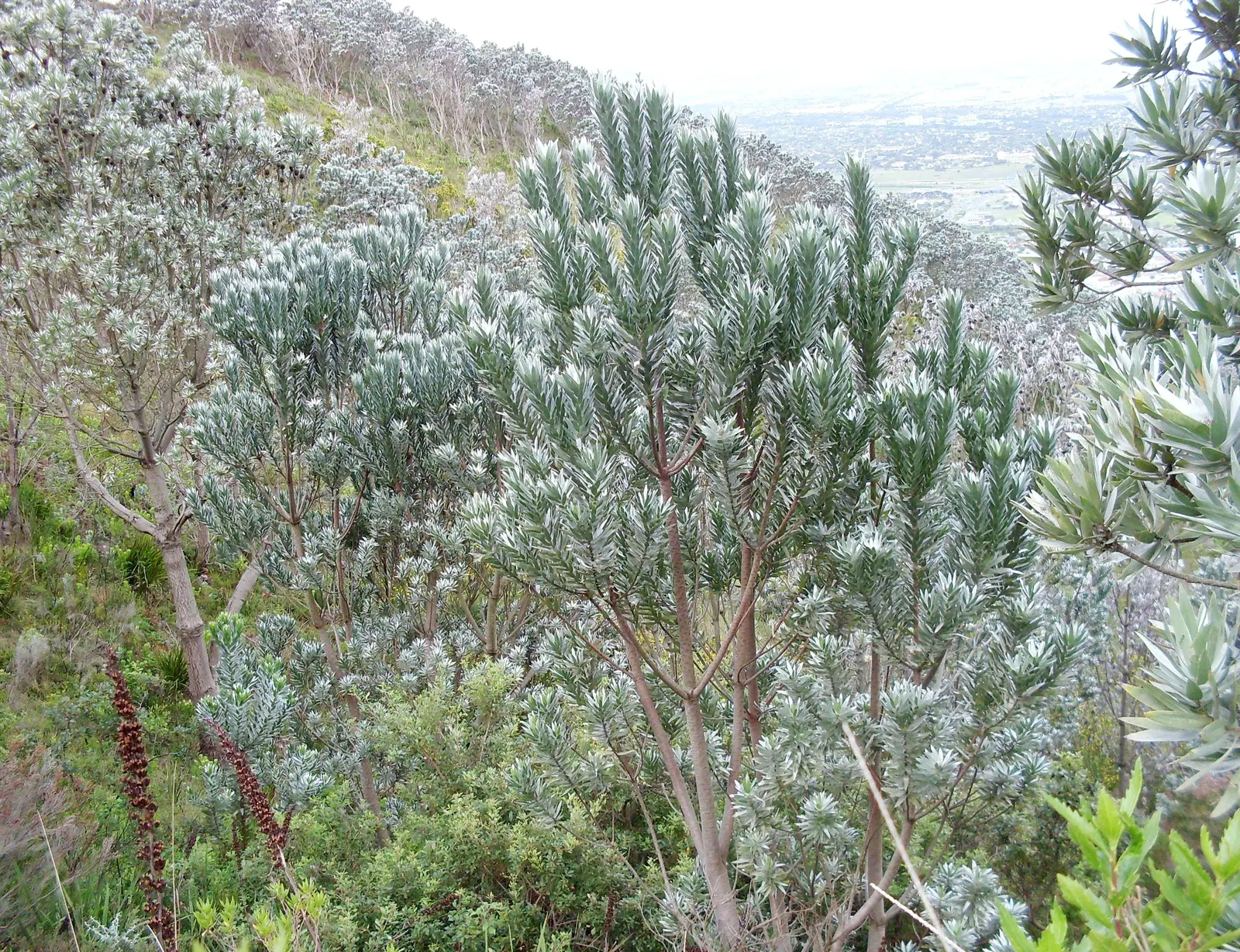 Silver Tree (Leucadendron Argenteum) — Pruning is seldom necessary; however