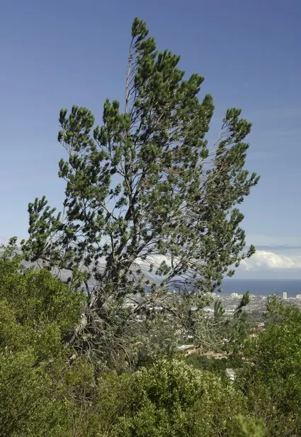 Silver Tree (Leucadendron Argenteum) — Notable for its shimmering, silvery foliage, it grows up to 30 feet high with a spread of 10 feet; when incorporating