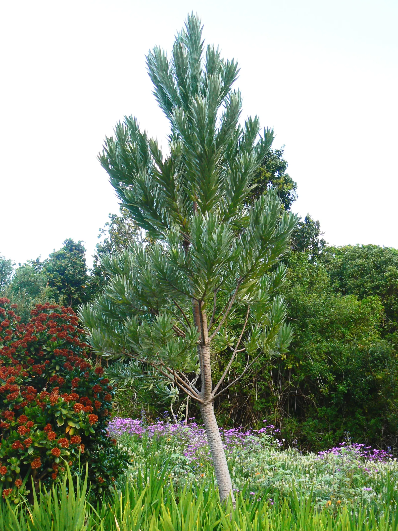 Silver Tree (Leucadendron Argenteum) — velvety hairs covering the surface of its leaves