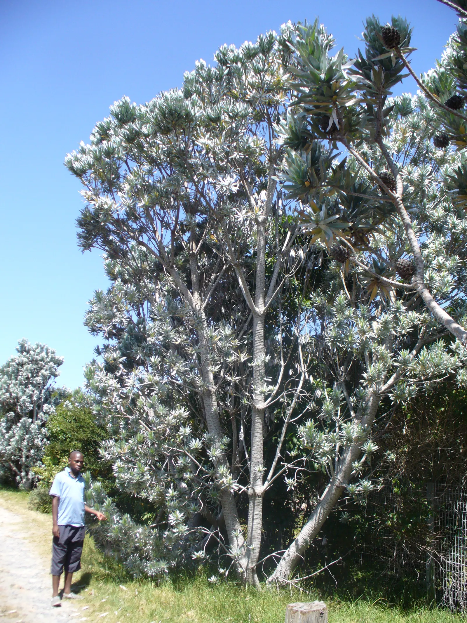 Silver Tree (Leucadendron Argenteum) — Notable for its shimmering, silvery foliage, it grows up to 30 feet high with a spread of 10 feet; when, image 48