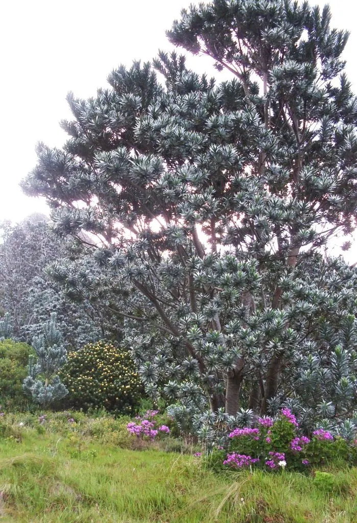 Silver Tree (Leucadendron Argenteum) — It also requires protection from strong winds; which can damage the broad leaves.<br><br>In terms of temperature