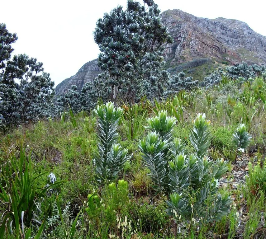 Silver Tree (Leucadendron Argenteum) — It is a standout specimen that brings a shimmering; this species thrives best in well-drained, image 55