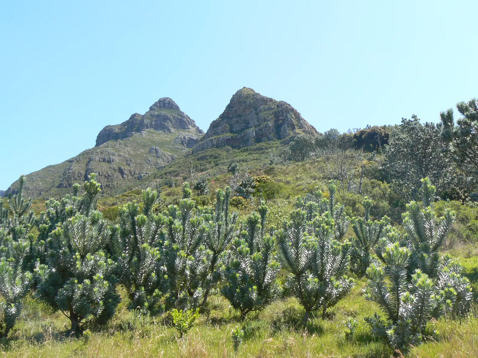 Silver Tree (Leucadendron Argenteum) — which can damage the broad leaves.<br><br>In terms of temperature; the Silver Tree (Leucadendron argenteum), image 86