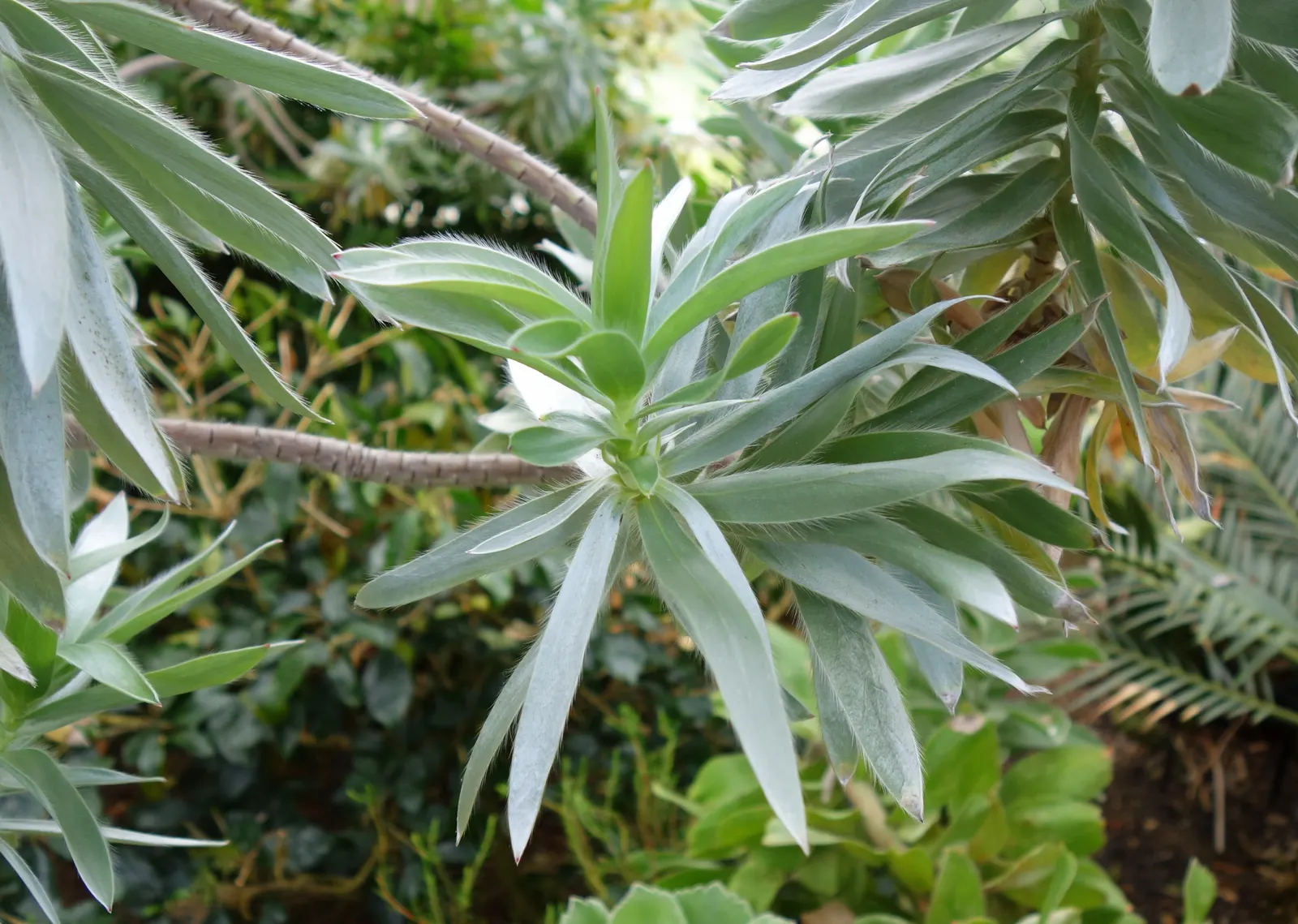 Silver Tree (Leucadendron Argenteum) — This ornamental plant demands wind protection and minimal watering once established; notable for its, image 50