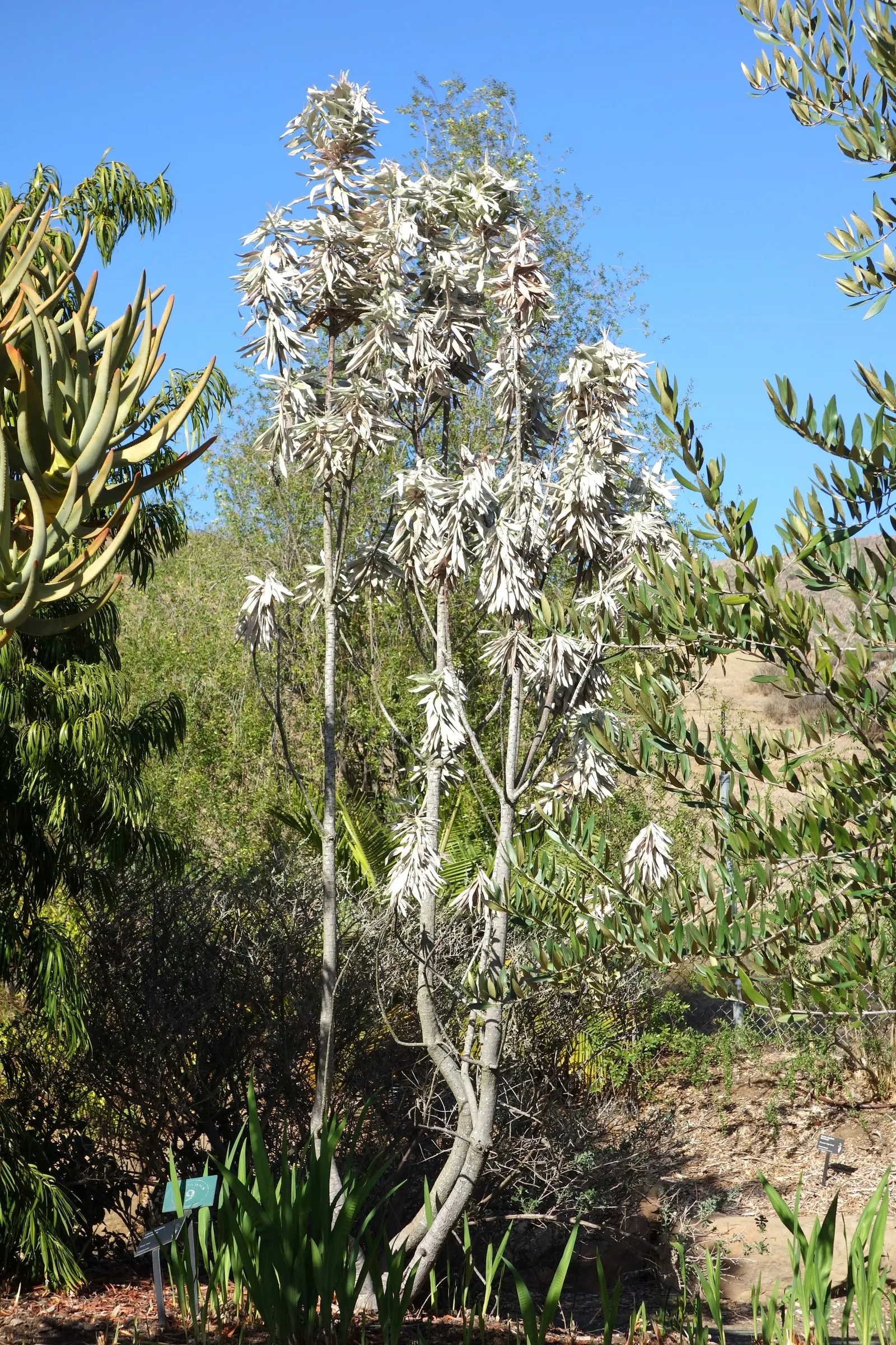 Silver Tree (Leucadendron Argenteum) — is a striking species indigenous to the Cape Town area of South Africa