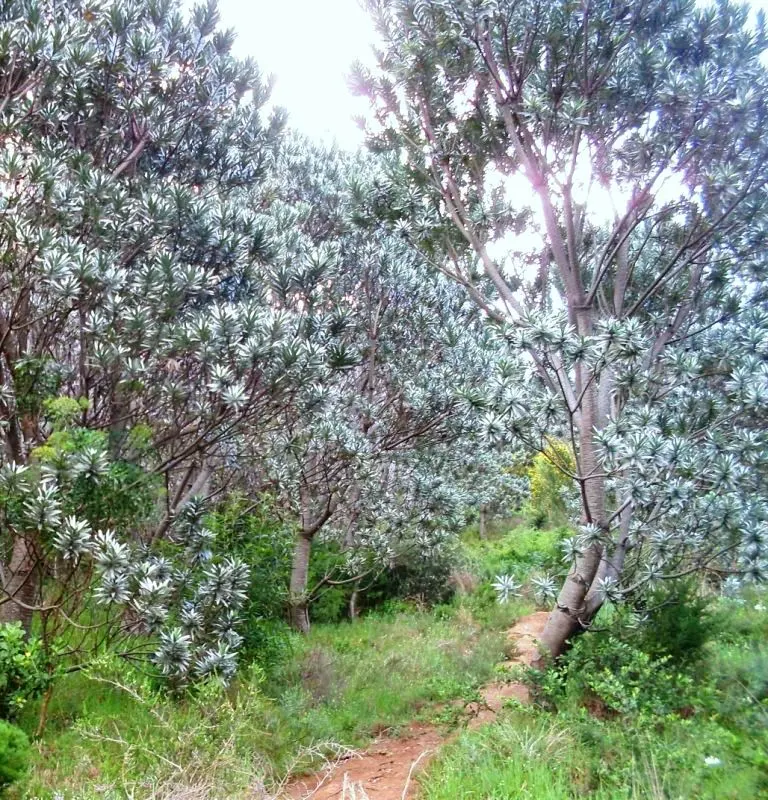 Silver Tree (Leucadendron Argenteum) — This ornamental plant demands wind protection and minimal watering once established