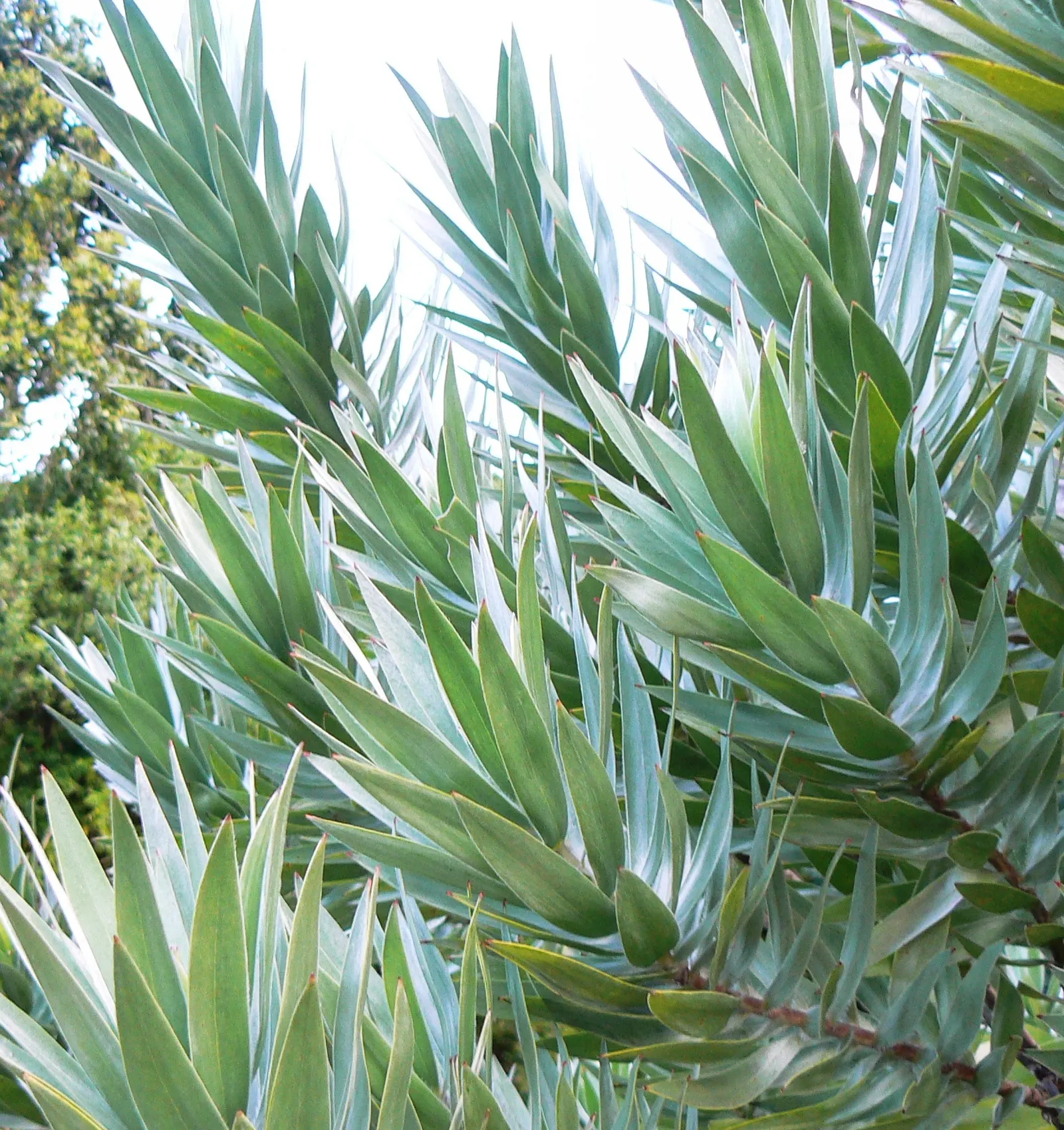 Silver Tree (Leucadendron Argenteum) — with a spread of about 10 feet; yellow flowers in the garden, image 56