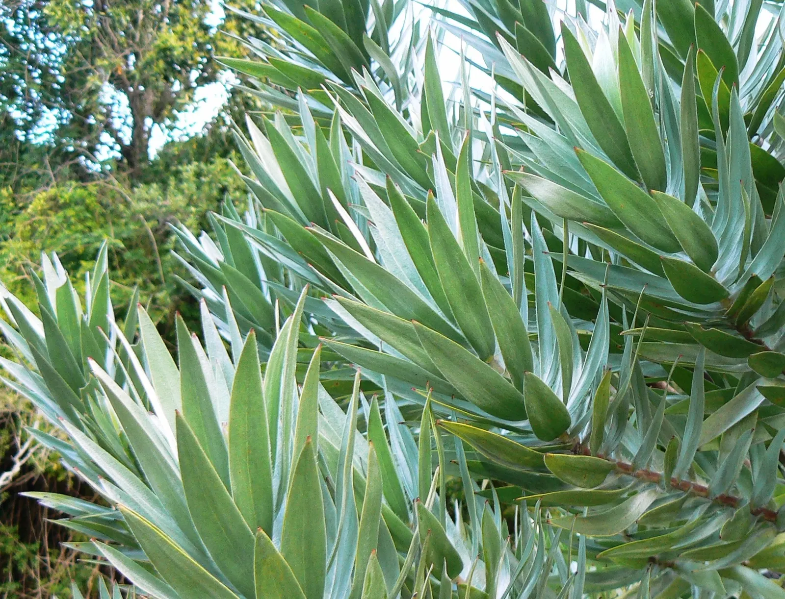 Silver Tree (Leucadendron Argenteum) — it should be situated in full sunlight to ensure vigorous growth, image 35