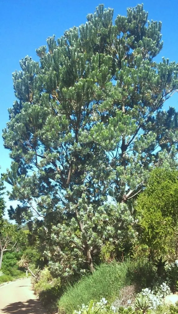 Silver Tree (Leucadendron Argenteum) — tree for full